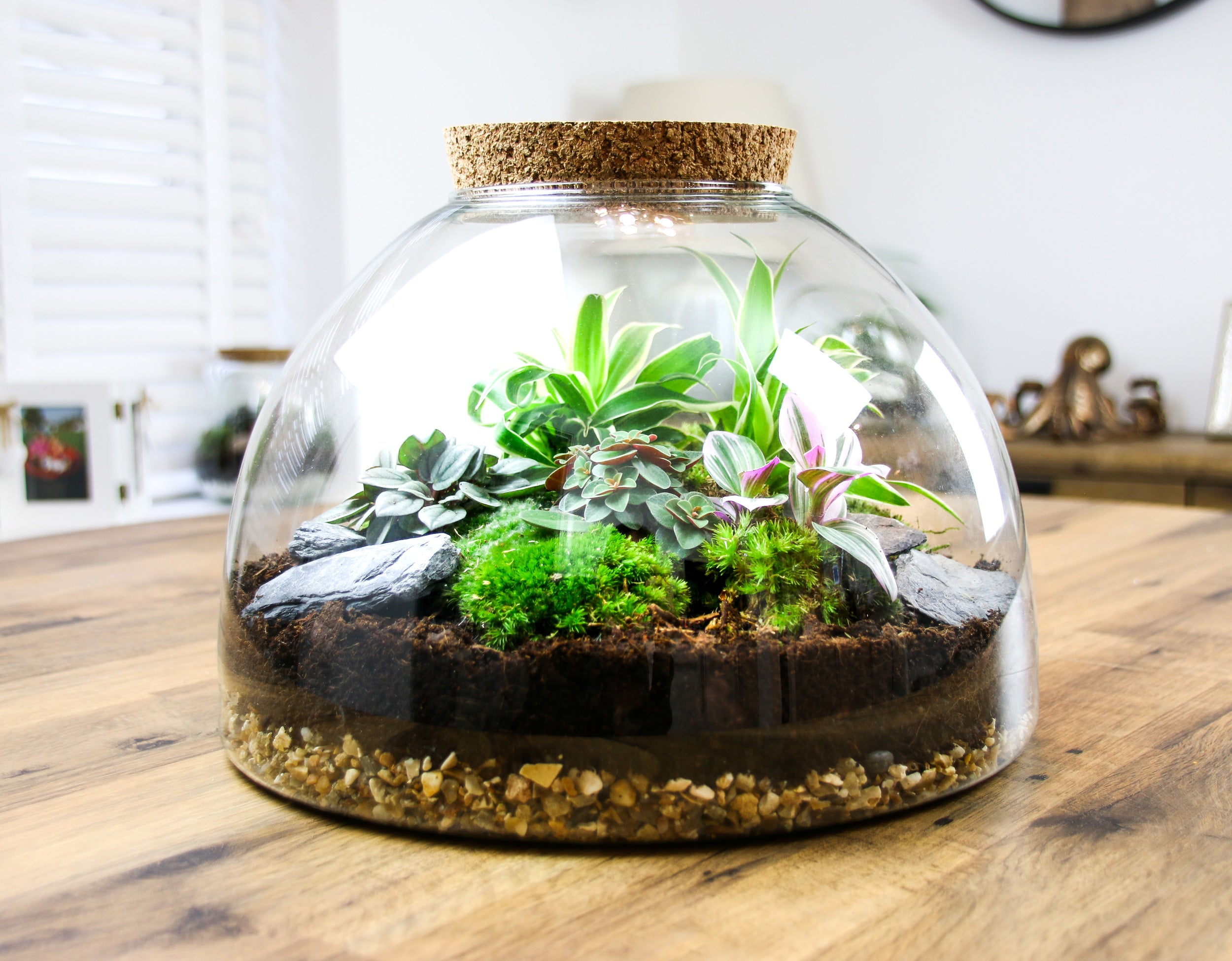 Large Glass Domed Terrarium with Cork Lid, Terrarium Kit with Plants – The  Art of Succulents